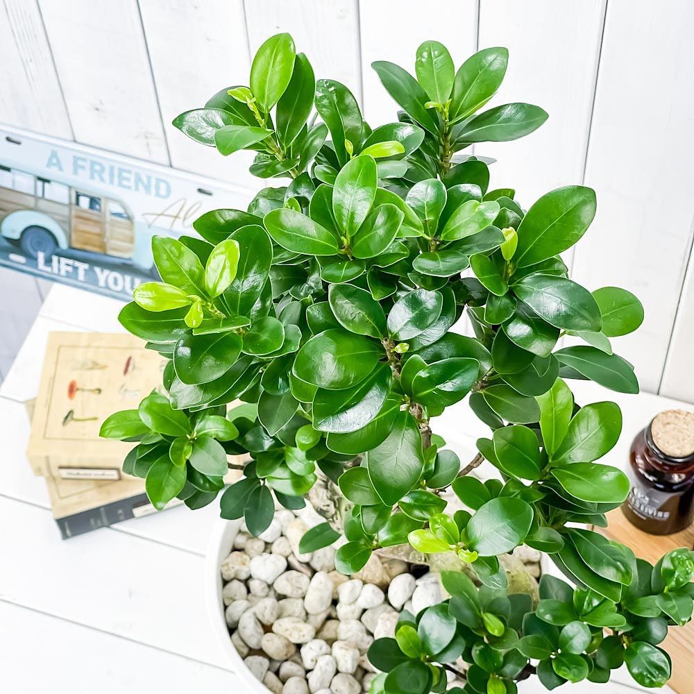 鉢物栽培技術マニュアル トップページ | PROTOLEAF