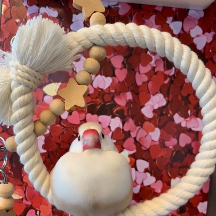 安全で安心《星のぬくぬくブランコ》SSサイズ☆*°文鳥ブランコ 文鳥  