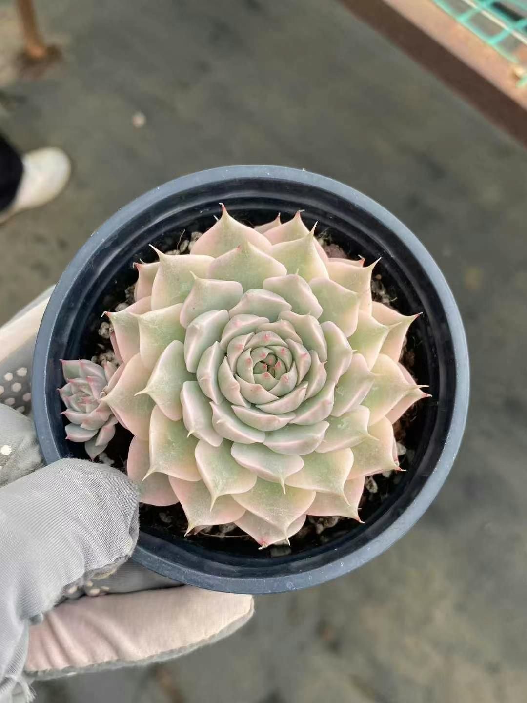 新入荷 朱砂痣 鮮やかな105苗セット 土と根付き 多肉植物 エケベリア