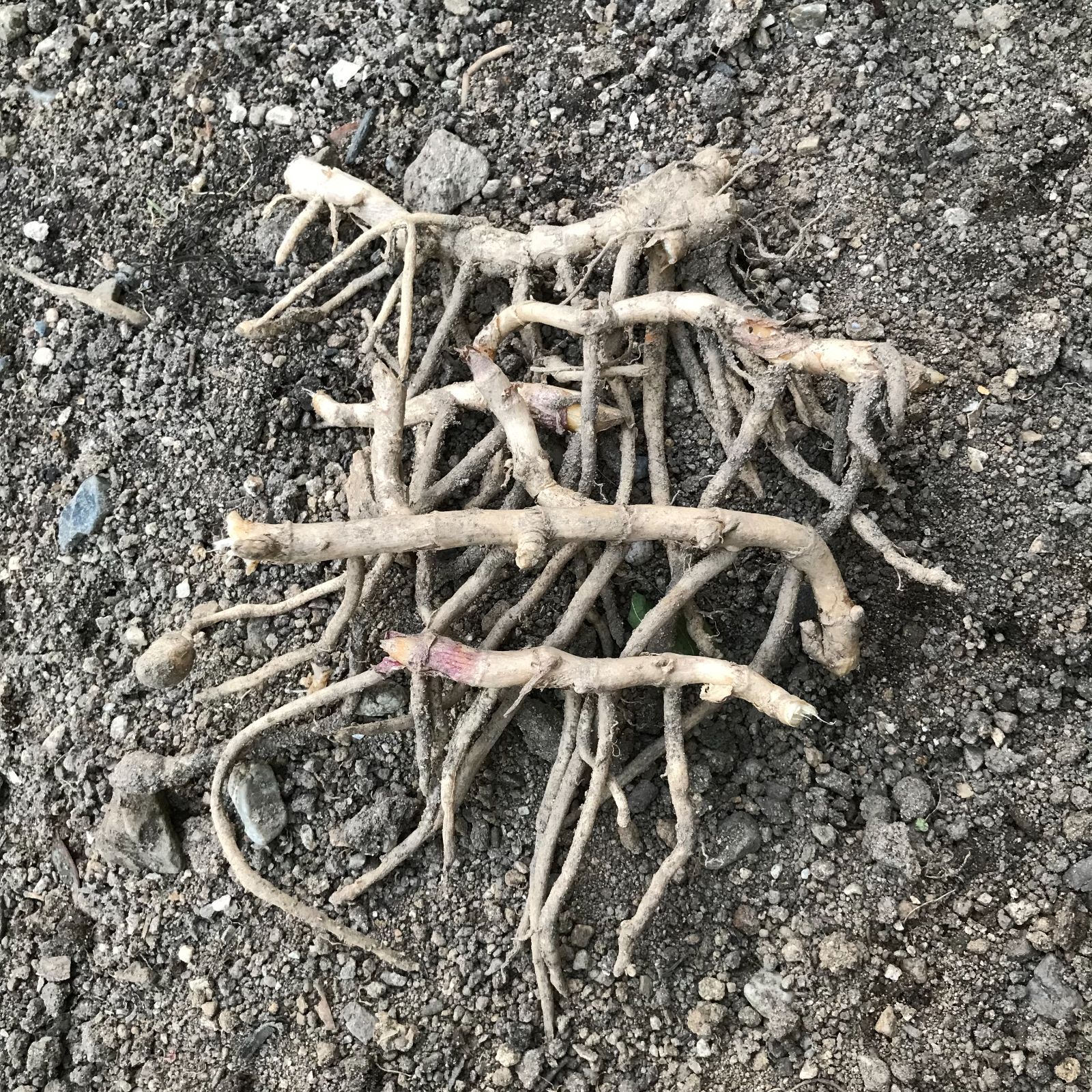 メルカリshops 茗荷苗 みょうが地下茎 みょうがの地下茎 メルカリshops 茗荷苗 みょうが地下茎 みょうがの地下茎