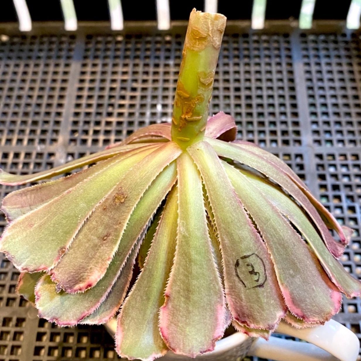 多肉植物 アエオニウム マルセイユ錦（超墨） - メルカリ