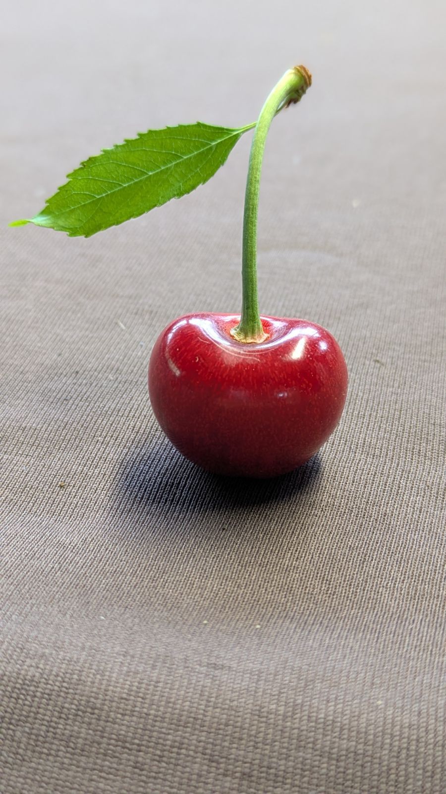 山形県産 紅てまり さくらんぼ 700g 2L-3L - メルカリ