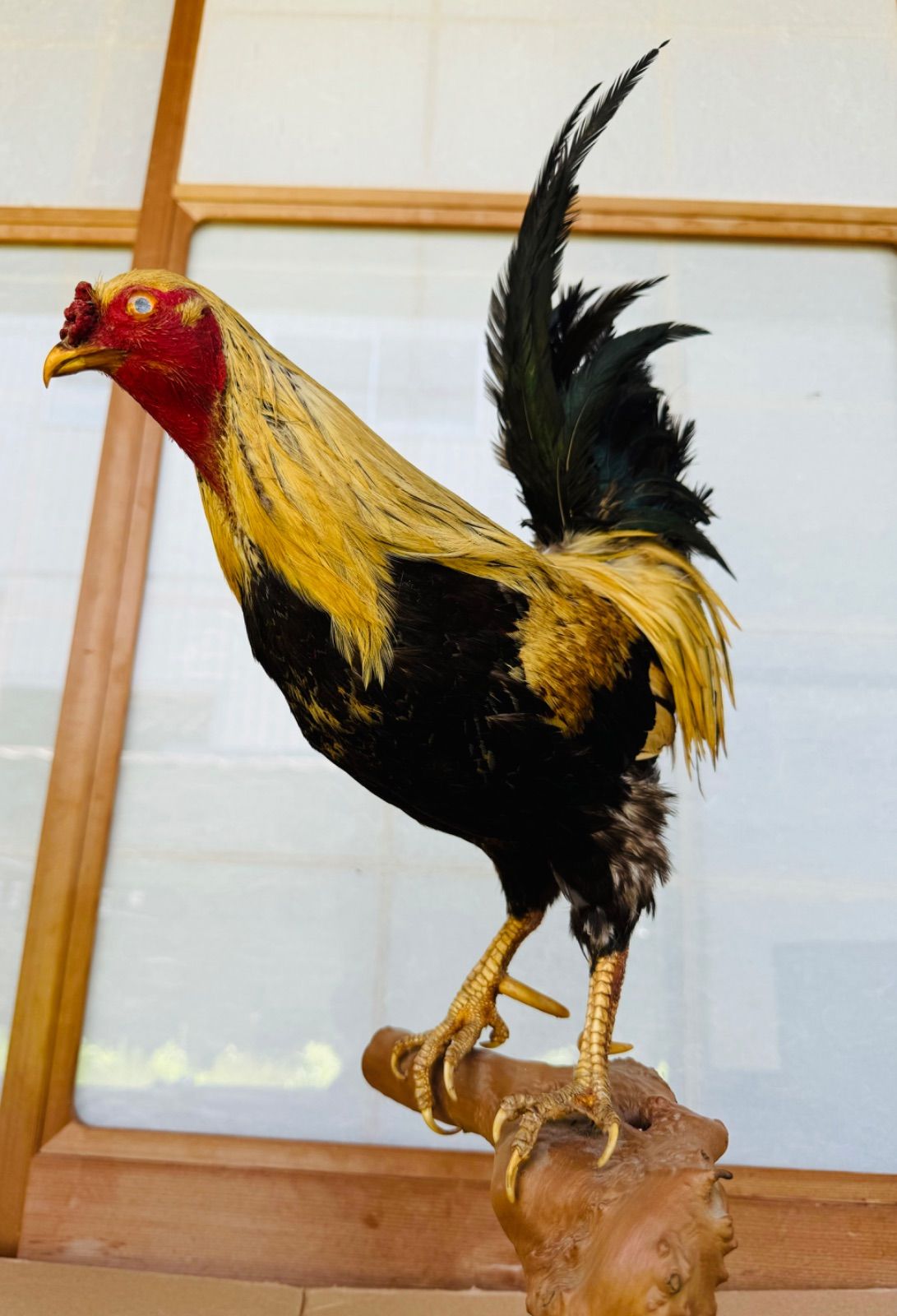 ニワトリ 鳥 剥製 闘鶏 - メルカリ