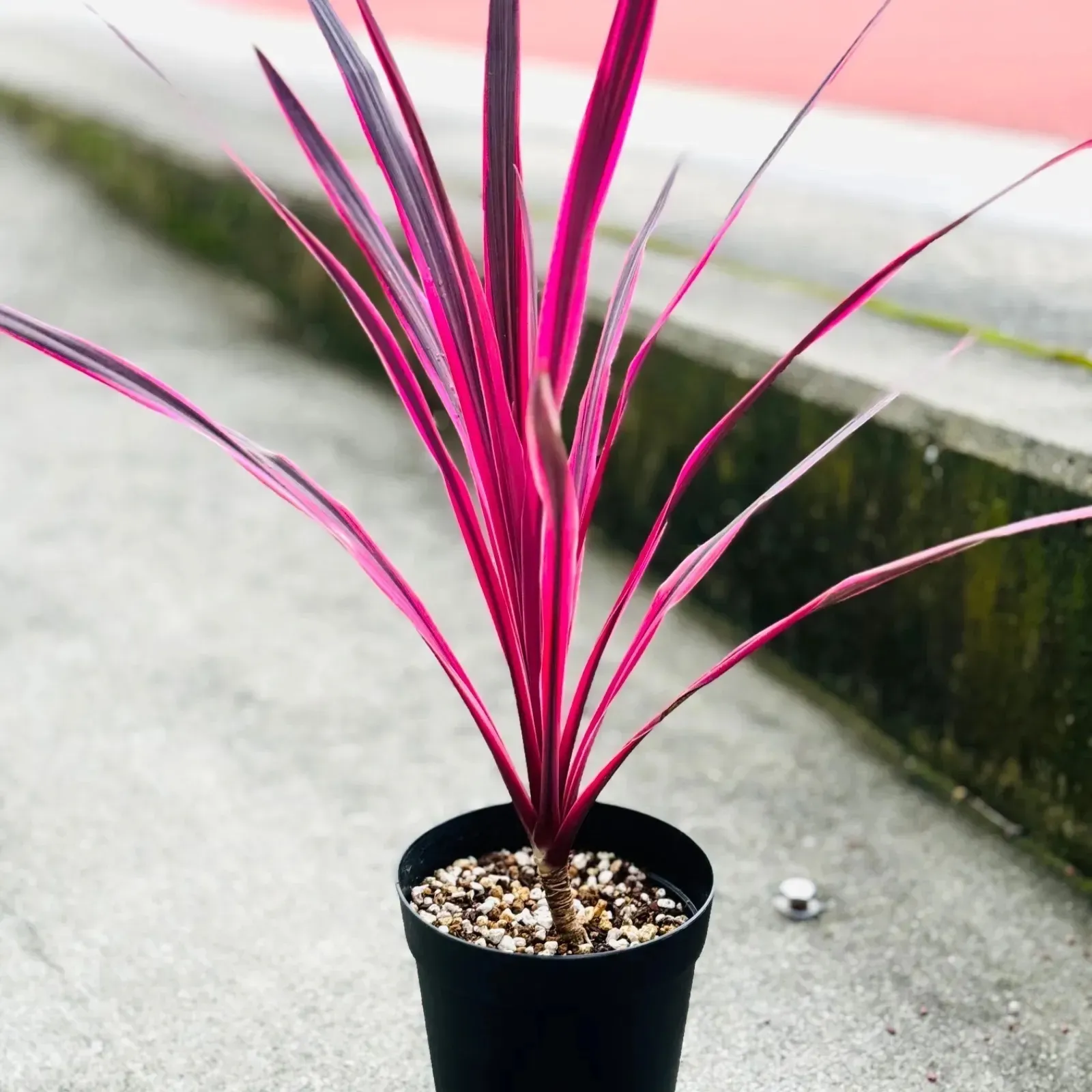 コルジリネ サウザンスプレンダー 鉢植え 苗 カラーリーフ ドライ