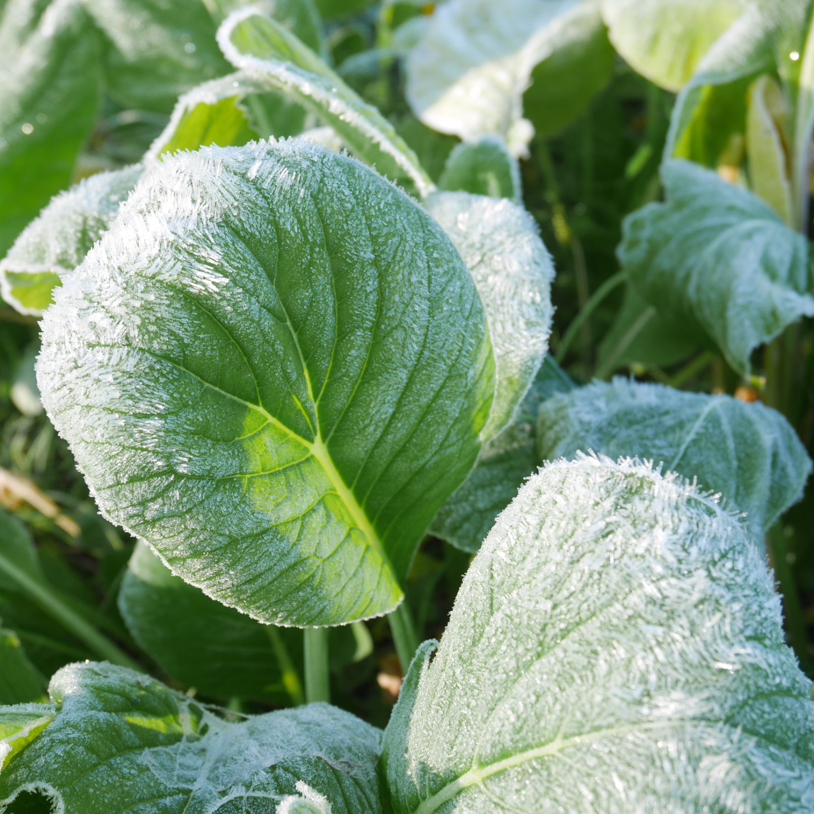 \\農家直送 子どもも喜ぶ野菜//新鮮野菜セット 野菜詰め合わせ 80サイズ《無農薬・無肥料》