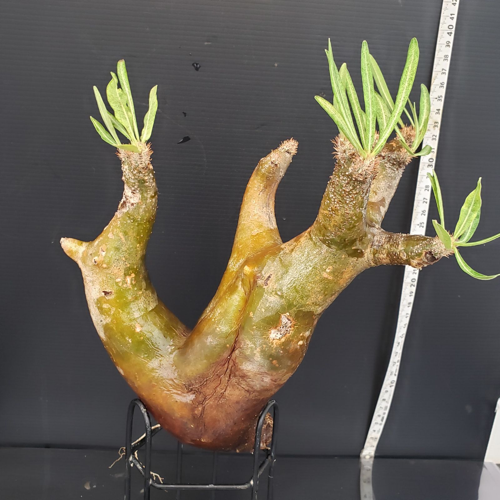 パキポディウム　イノピナツム　大株　現地球　発根株　(鉢付き) パキポディウム イノピナツム 現地球 発根株 (鉢付き) パキポディウム