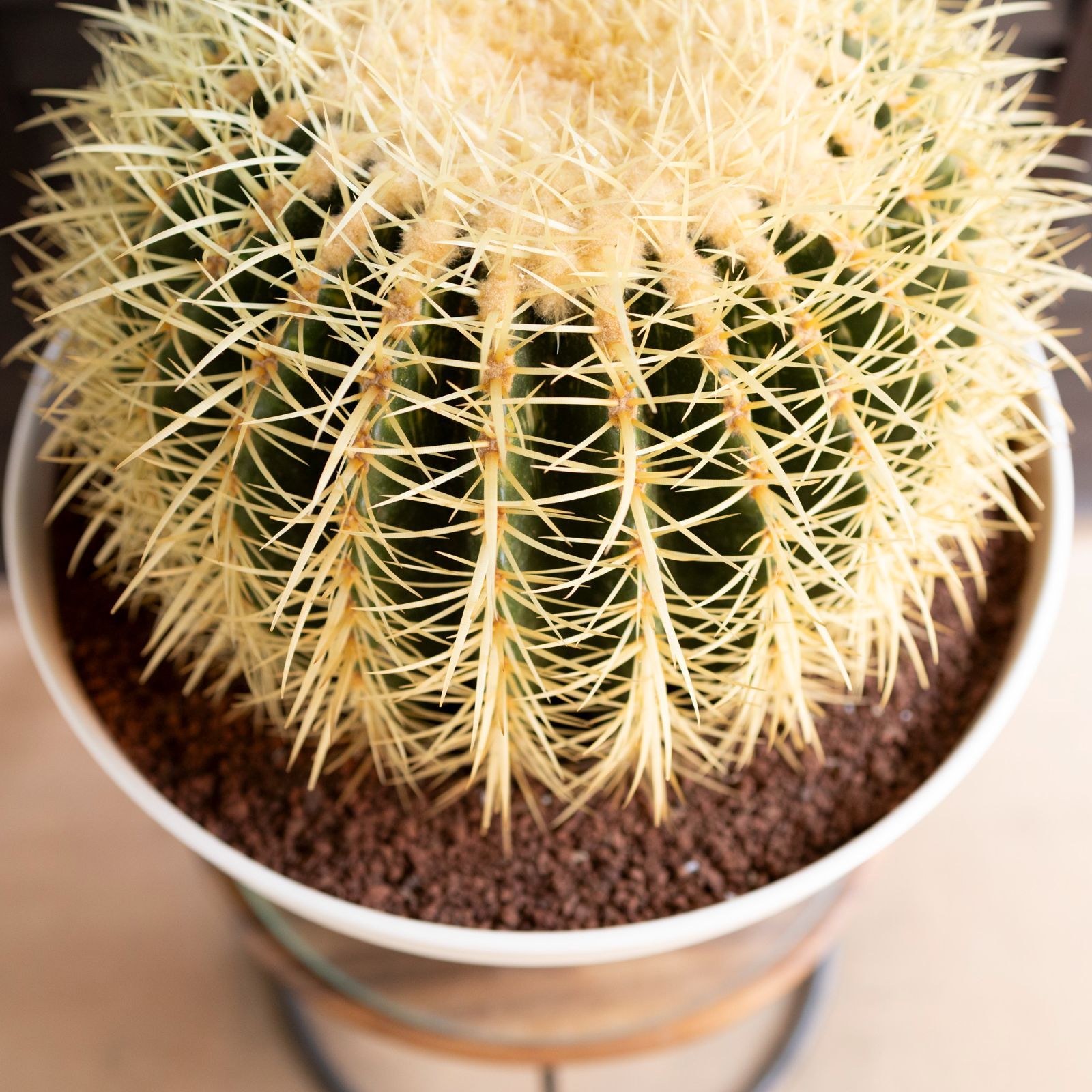 発根済 36cm 金鯱 サボテン キンシャチ 金シャチ 特大 12号 ドライガーデン 1005WH-I YUZUMIYA_COM