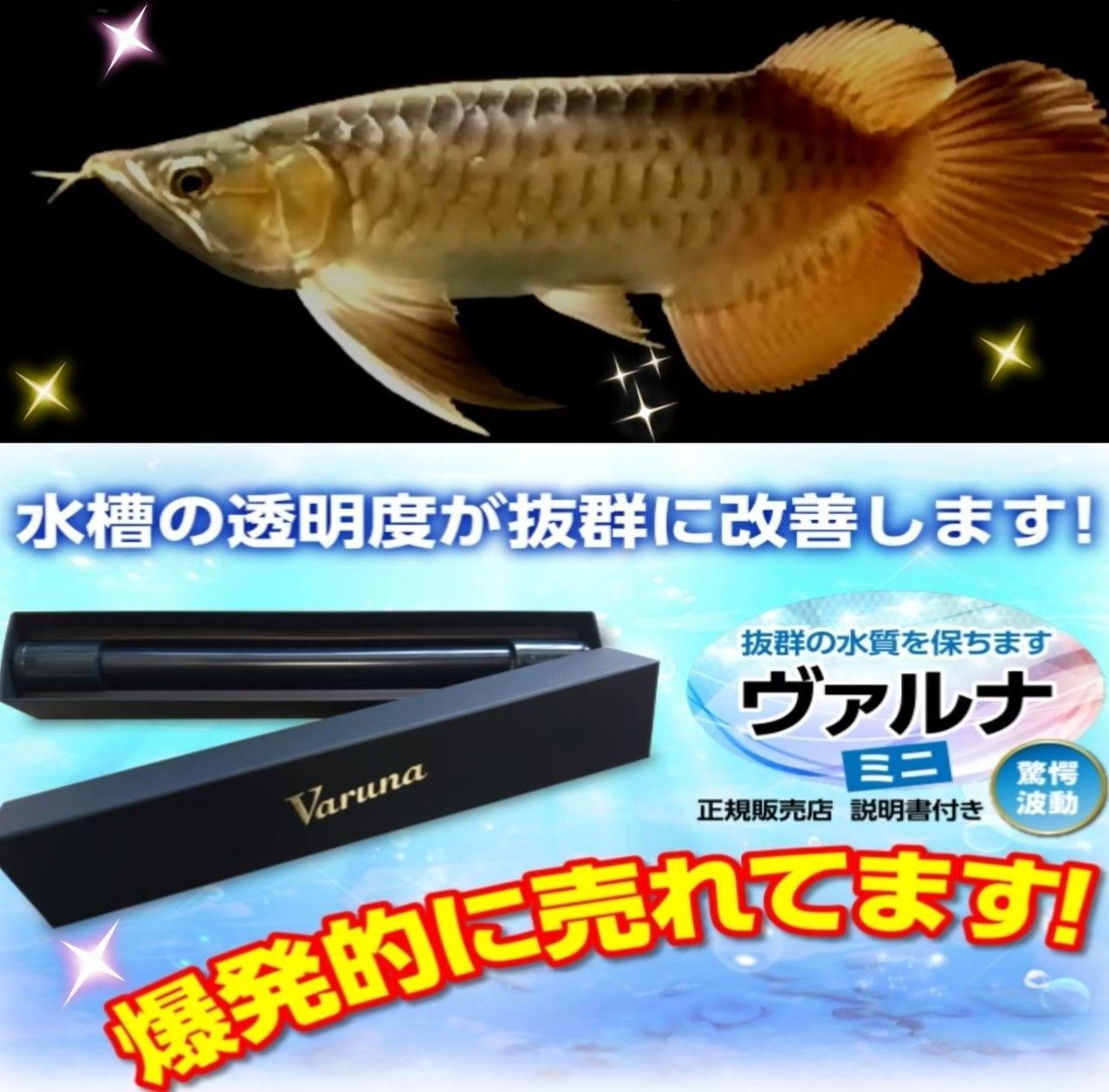 水槽の水が綺麗に【ヴァルナミニ8センチ】有害物質を強力抑制し透明度