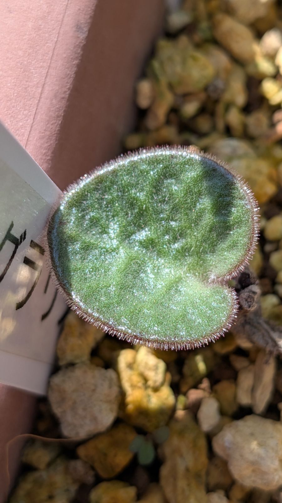 チレコドン　シンギュラリス　シングラリス, Namus Kloof 1苗 チレコドン シンギュラリス シングラリス, Namus Kloof 1苗