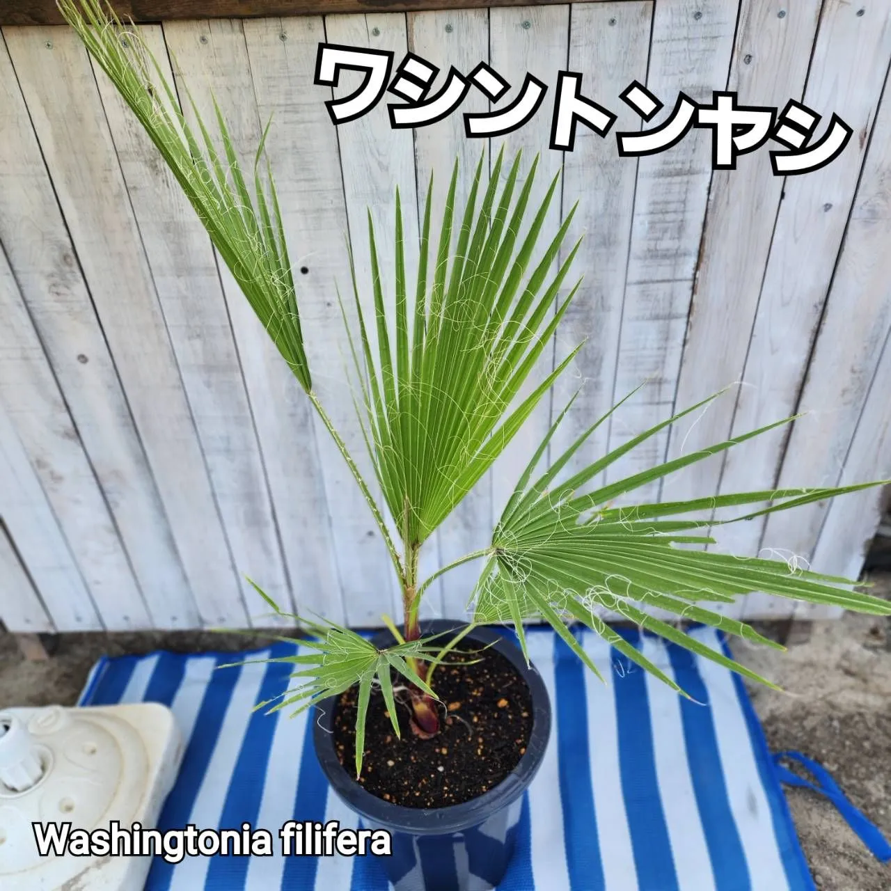 2025年最新】ワシントニアの人気アイテム - メルカリ