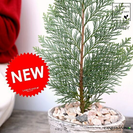 リブレ　ブラックソウル　リミテッド リブレ ブラックソウル リミテッド