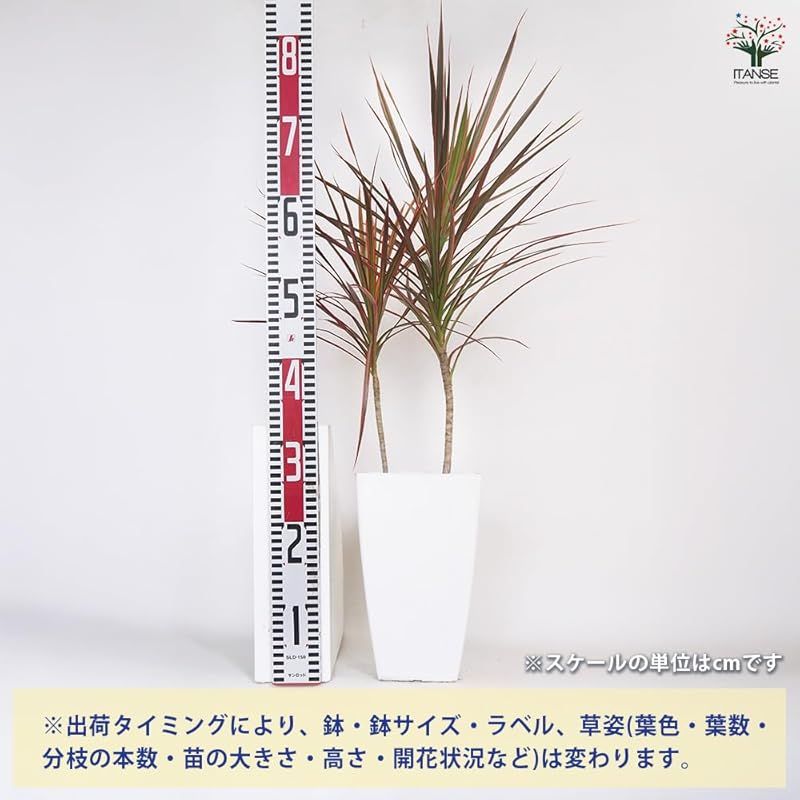 ＩＴＡＮＳＥ ドラセナ