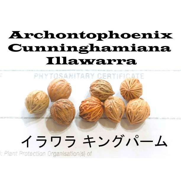 4月入荷 100粒+ リビストナ デコラ 種子 種 Livistona