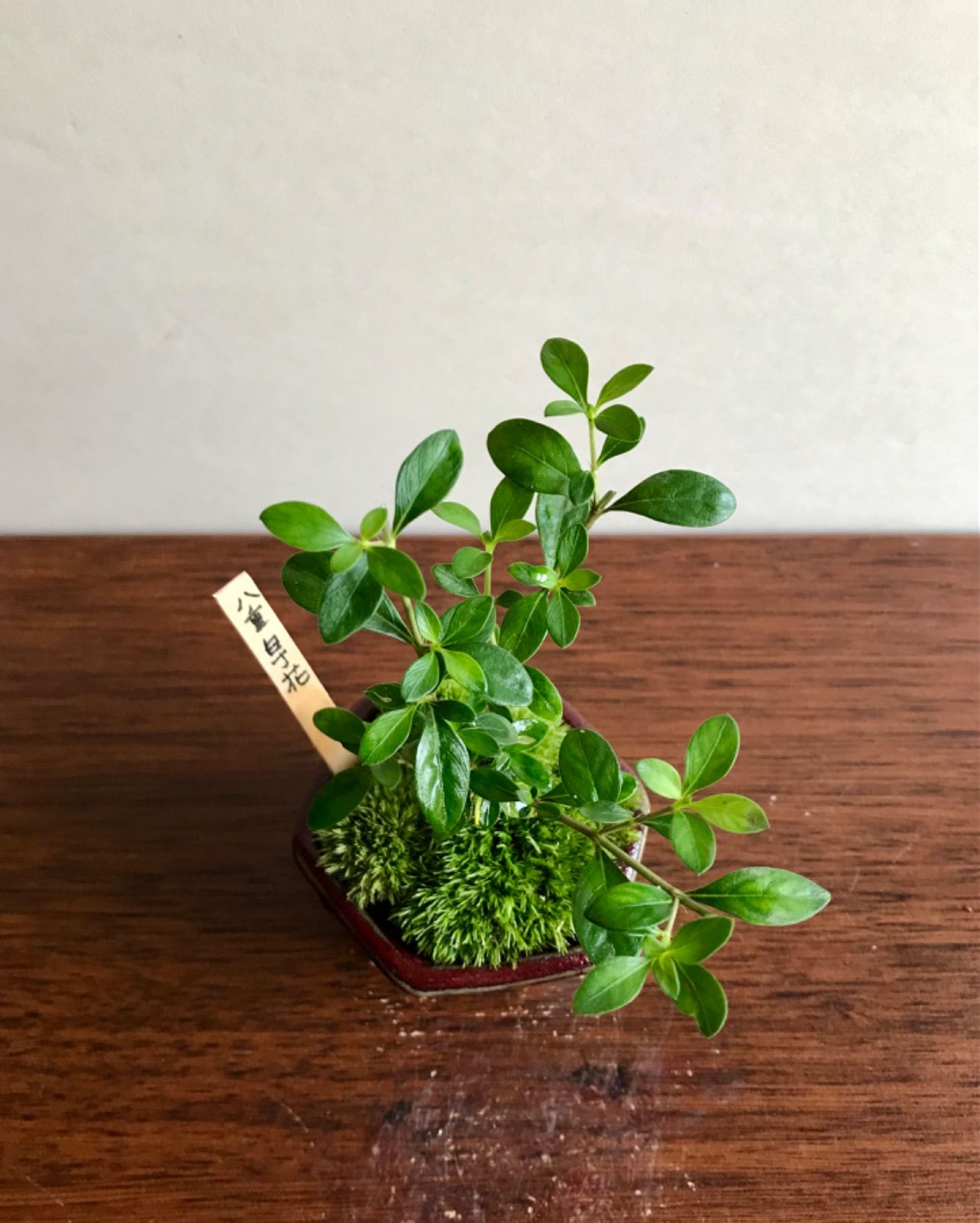 ミニ盆栽 八重白丁花 ヤエハクチョウゲ 赤茶系の鉢 メルカリshops