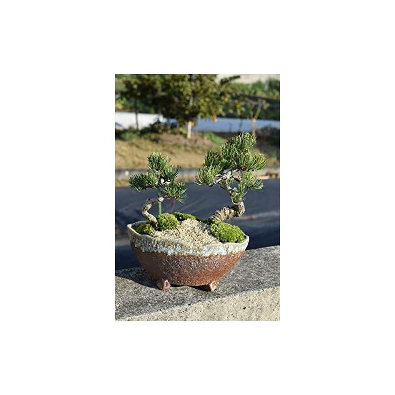 ♥ 祝松盆栽 寄せ植え五葉松盆栽 0