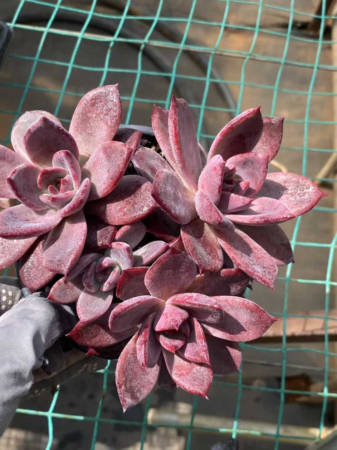 12株の抜き苗セット パープルドリーム群生 多肉植物 佐川急便発送 エケベリア 韓国苗 MY430 WWW_GEBZETESISAT_COM_TR