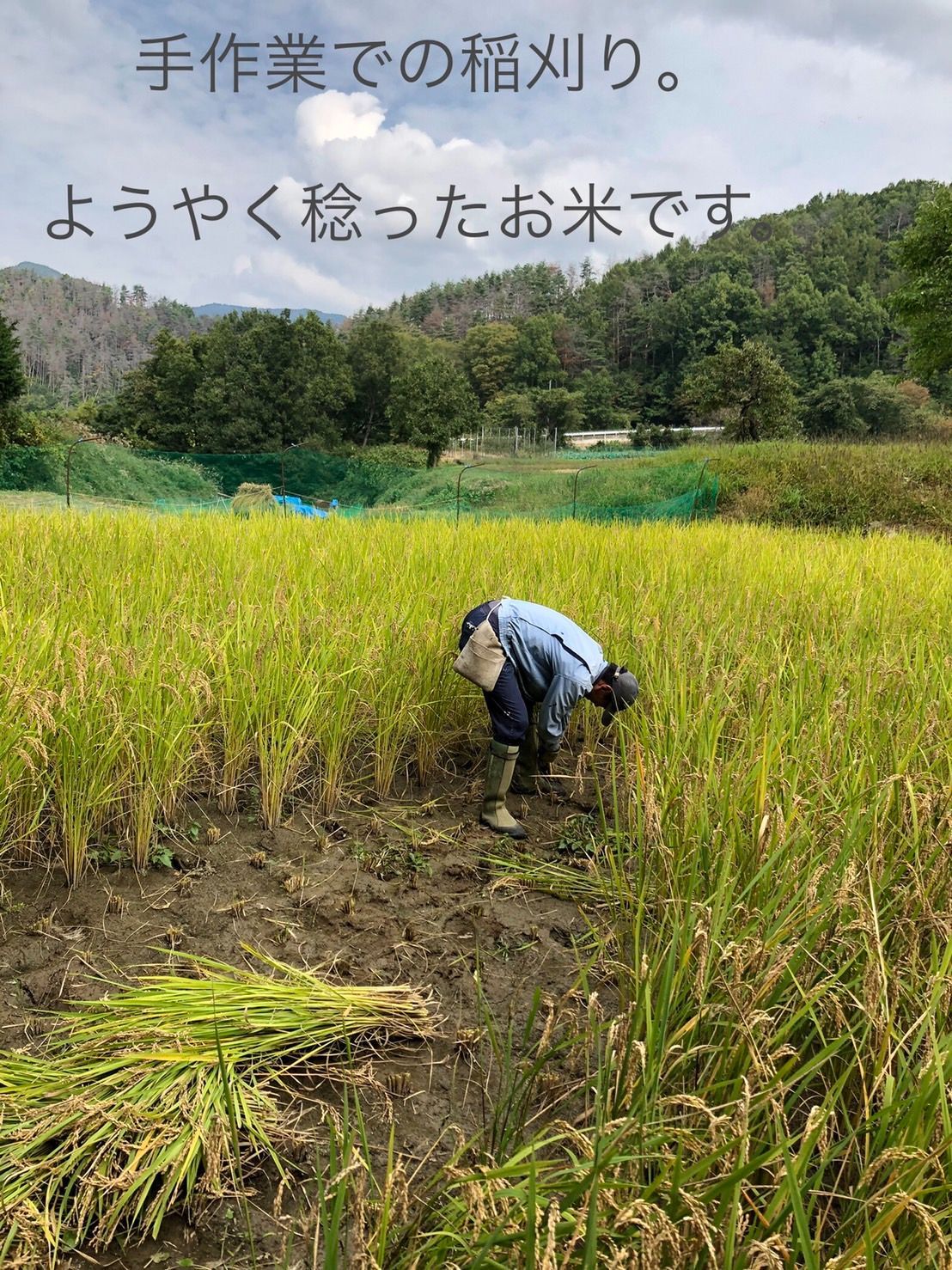 令和５年度産　無農薬栽培の黒米（200g×２）