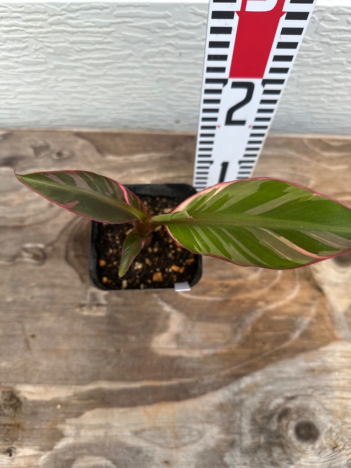 Musa Nono