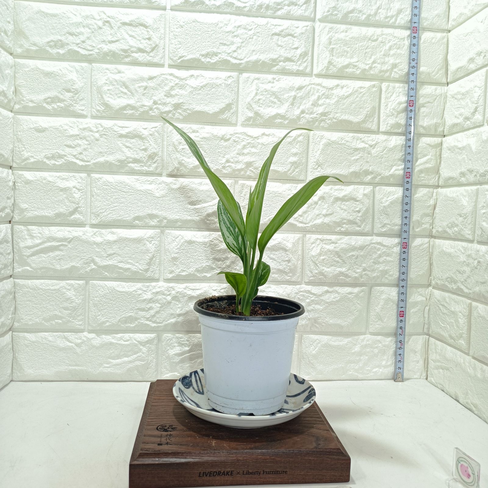 アグラオネマ・ニティディウム・カーティシー alo-ct_25-02-00