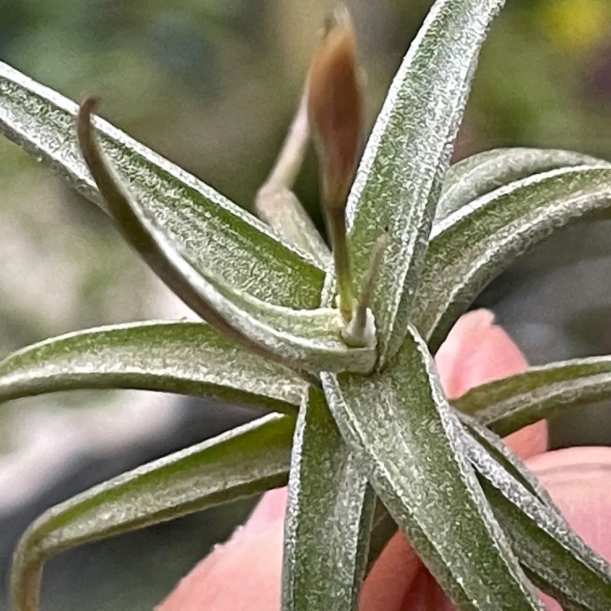 チランジア レクタングラ Tillandsia rectangula エアプランツ - メルカリ