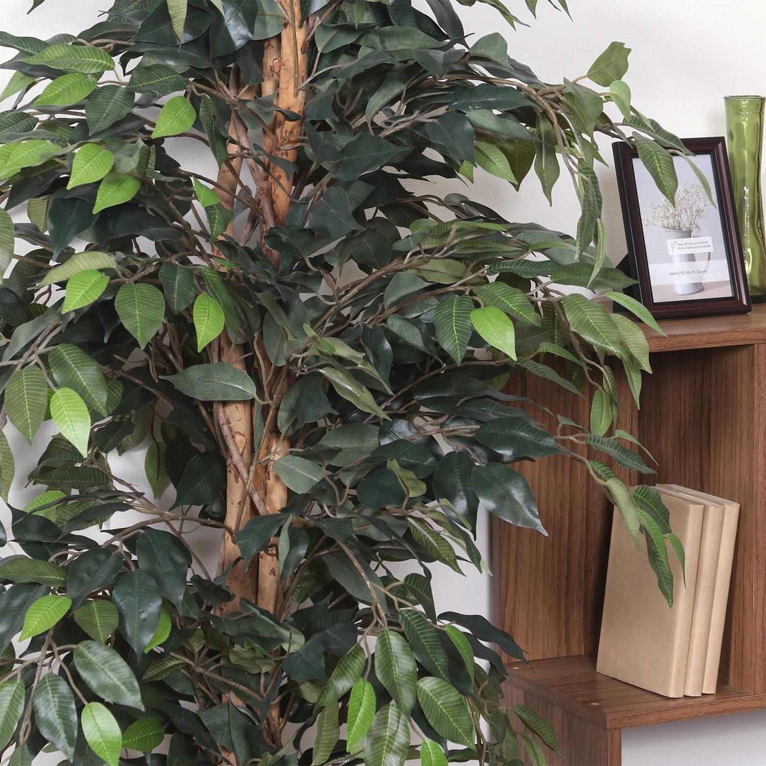 観葉植物フィカス1124a 観葉植物 フィカス 1124 A 本物 52662 不二貿易