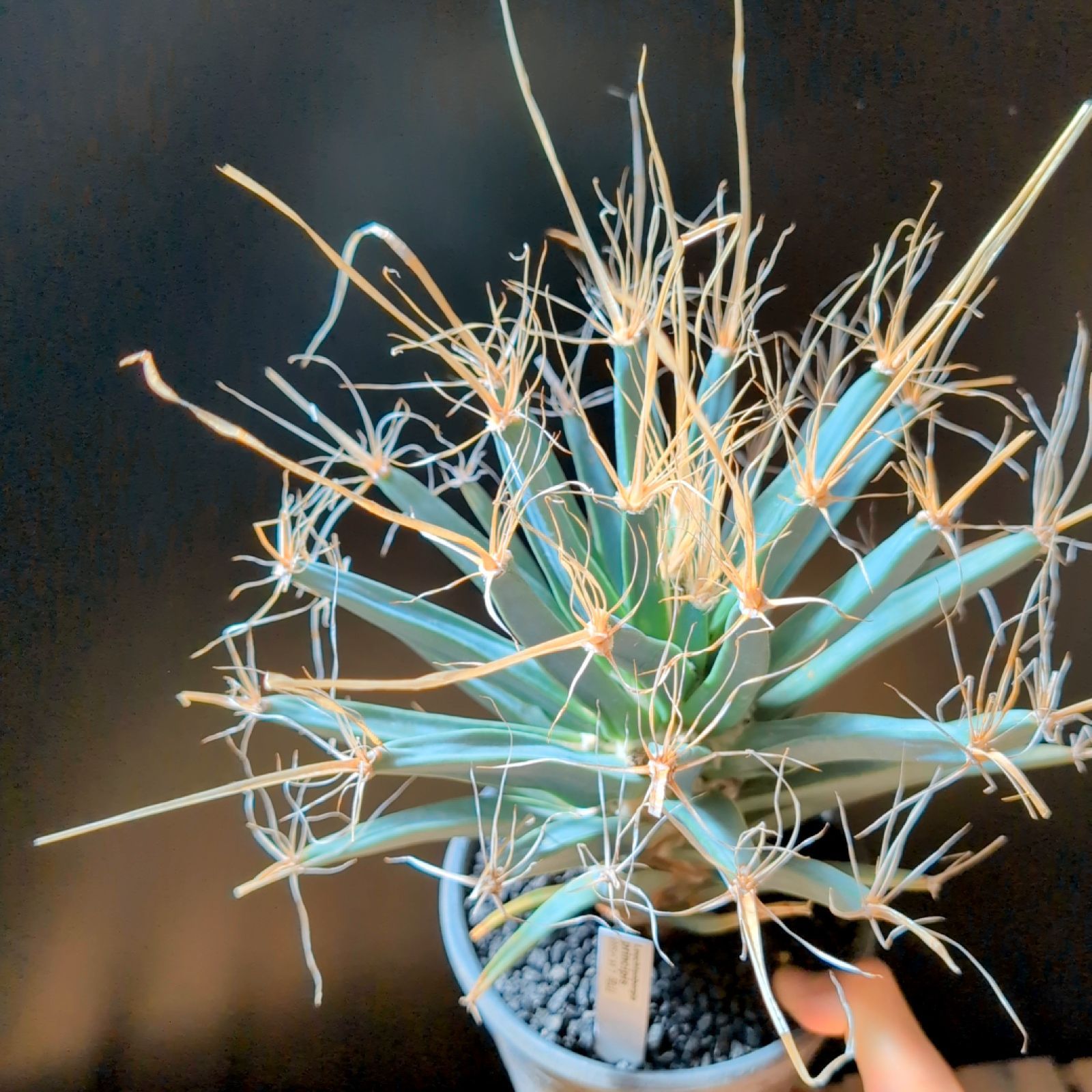 レウクテンベルギアプリンピキス 晃山 現品 鉢のまま発送 WWW_GEBZETESISAT_COM_TR