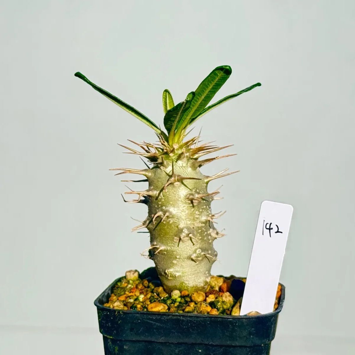 パキポディウム アンボンゲンセ142 - メルカリ