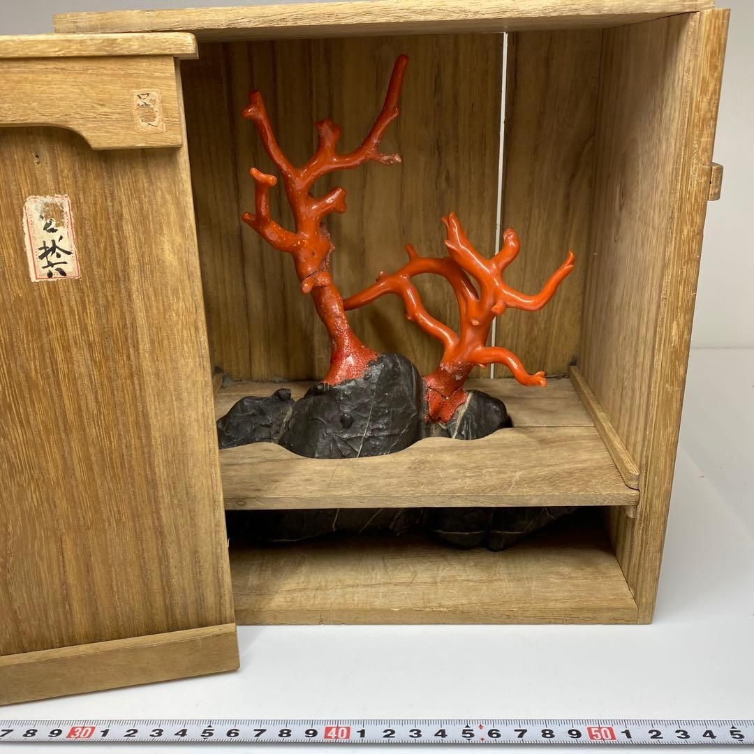 本肉赤珊瑚　原木　トウエ　東さ6-1216☆1F 本肉赤珊瑚 原木 トウエ 東さ6-1216☆1F - メルカリ