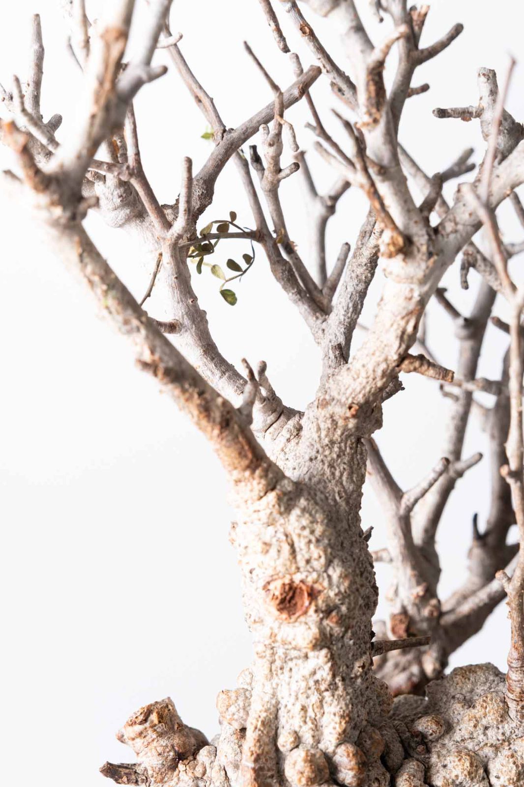 MP127 オペルクリカリア パキプス コーデックス ベアルート株