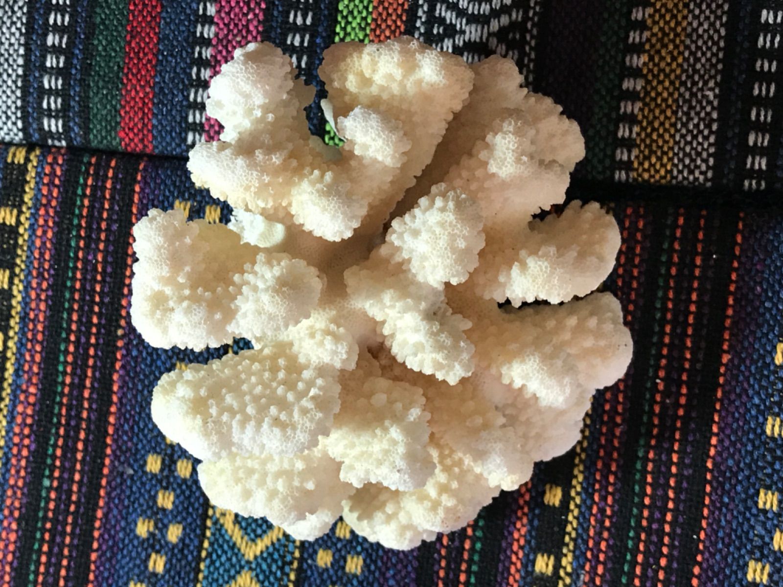 ◉台湾産【白珊瑚/ホワイトコーラル】原木[282 - メルカリ