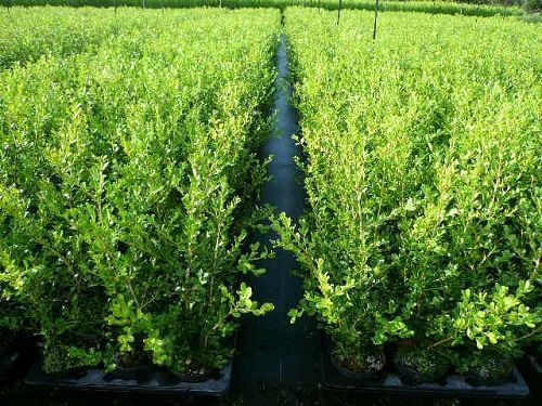 15本セット ボックスウッド樹高0.3m前後15cmポット