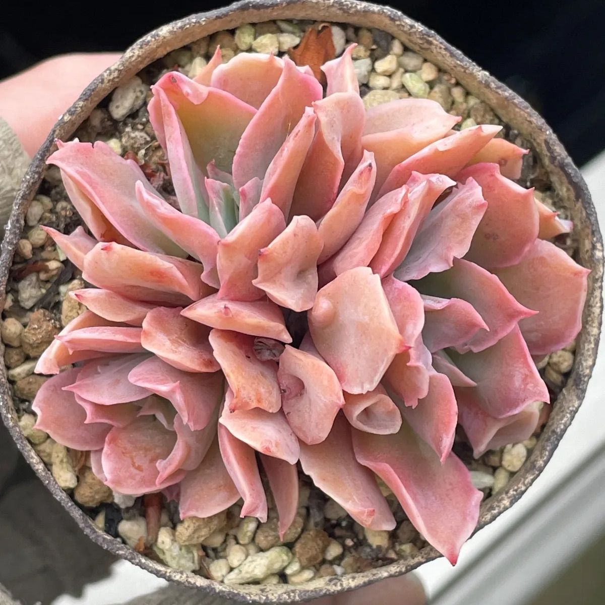 多肉植物トランペットピンキー小株抜き苗 多肉植物トランペット