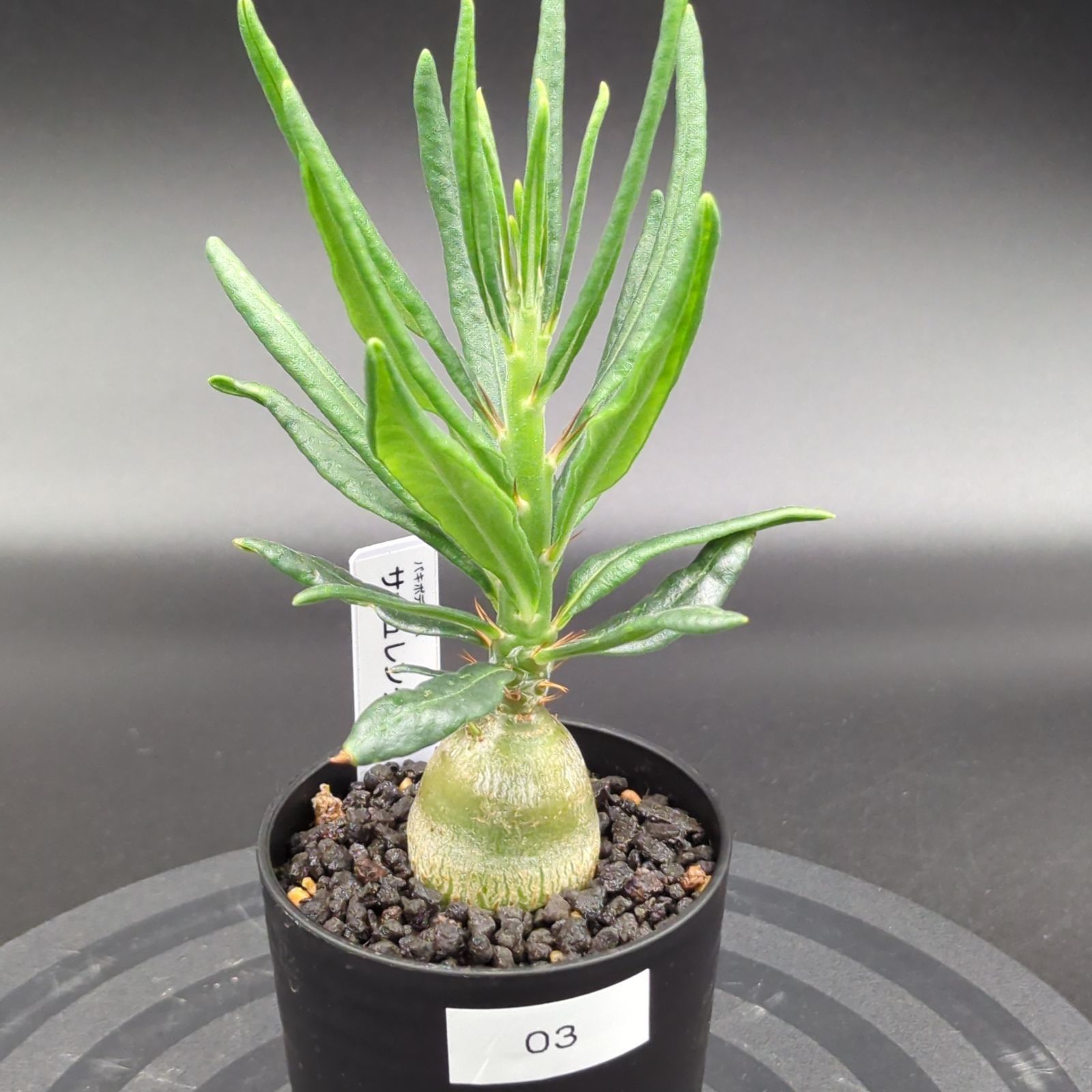 パキポディウム・サキュレンタム (実生株) - メルカリ