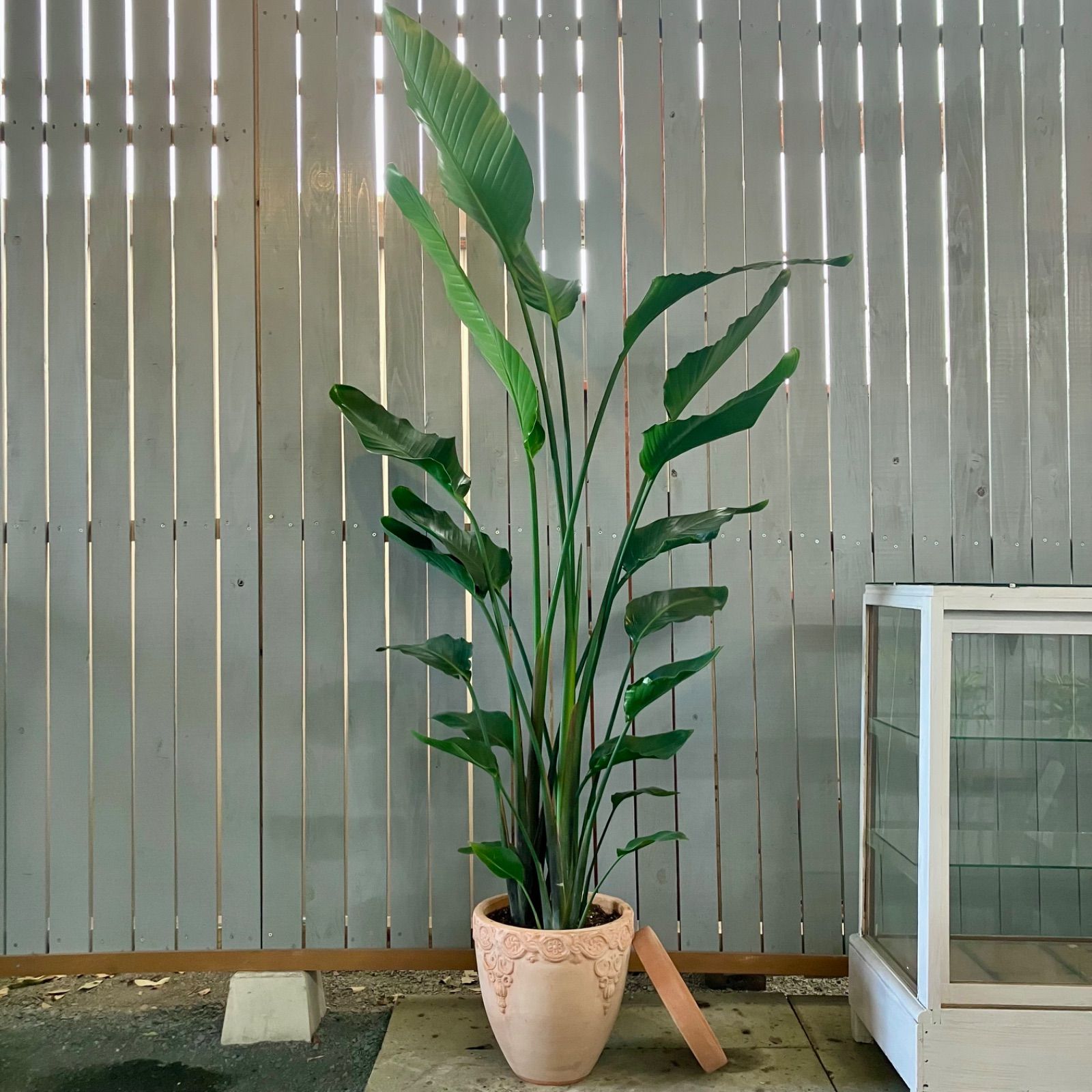 美品 中川智治 作家鉢 植木鉢 アガベ パキプス グラキリス 塊根 美品 中川智治 作家鉢 植木鉢 アガベ パキプス グラキリス 塊根