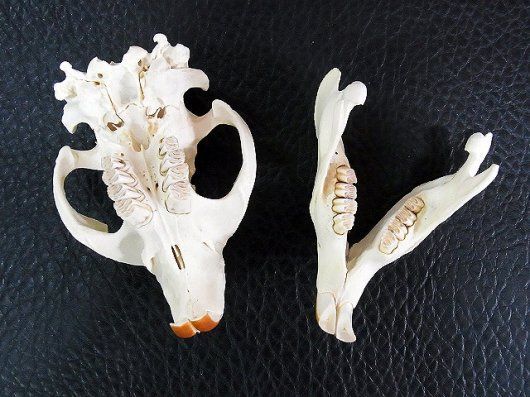 高品質！ビーバーの頭骨（Lサイズ） - メルカリ