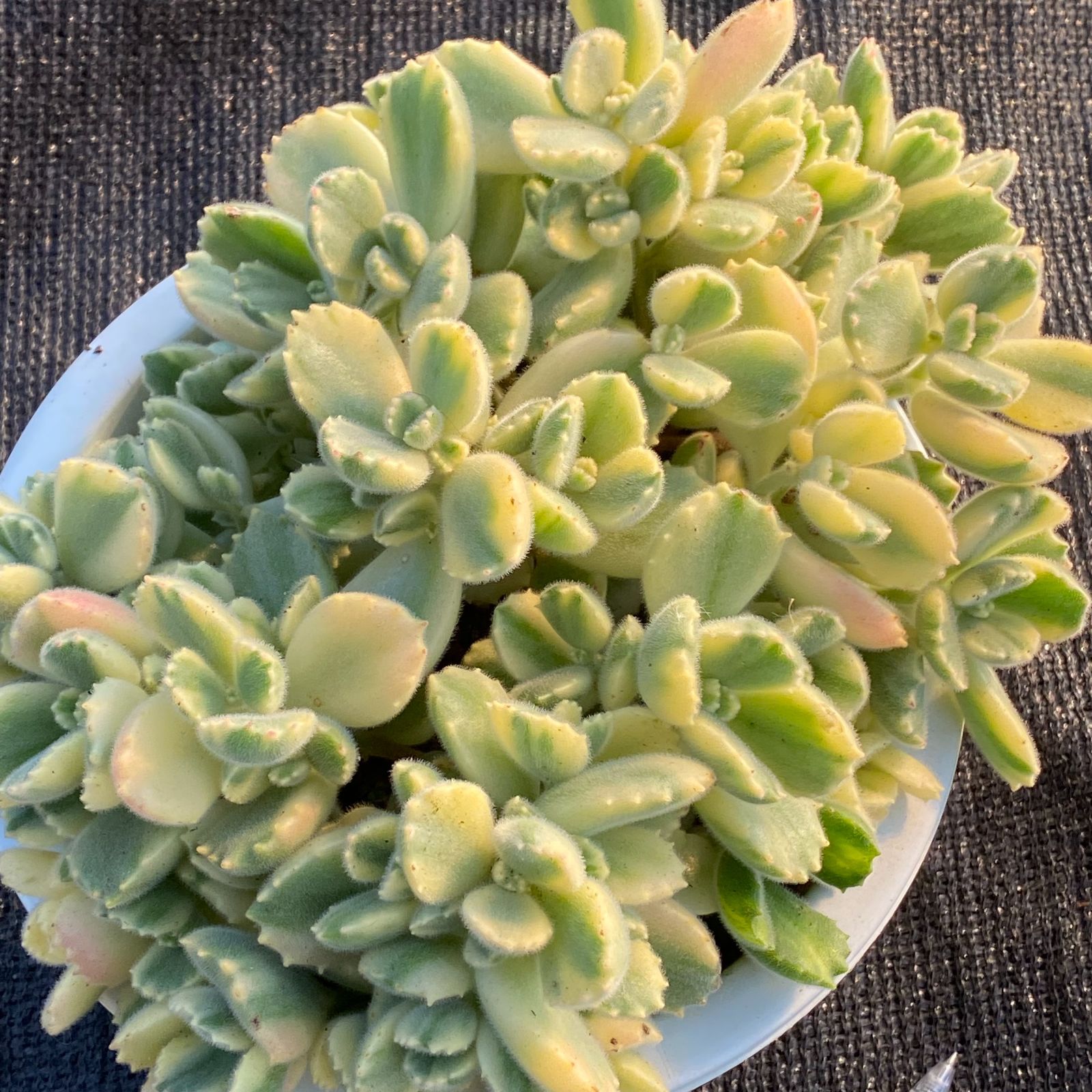 超人気【抜き苗】1鉢 超大苗 白熊童子錦 多肉植物 ヤマト宅急便で発送 
