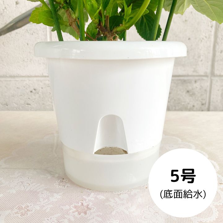 ギフト】島根県産 紫陽花 アジサイ 月うさぎ 底面給水 5号 プラ鉢