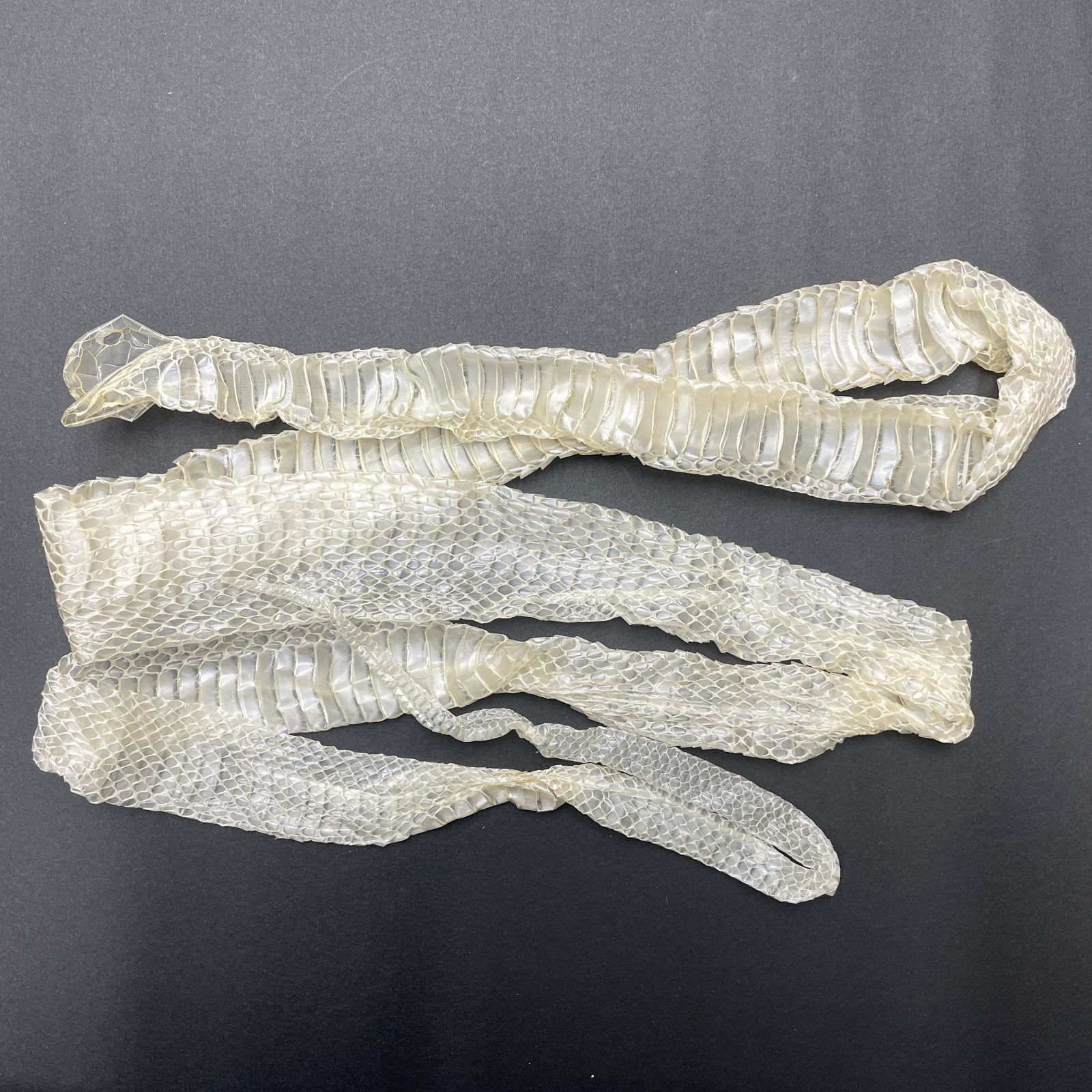 白蛇の抜け殻 約125cm 一本物 開運 縁起物 金運 ヘビの抜け殻 HC-11