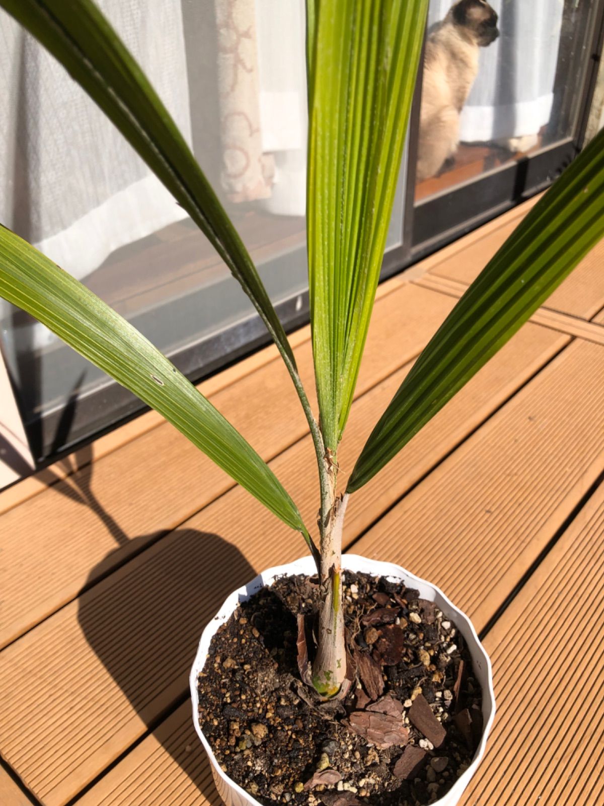 女王ヤシ クイーンパーム 観葉植物 - 観葉植物 ヤシ - メルカリ