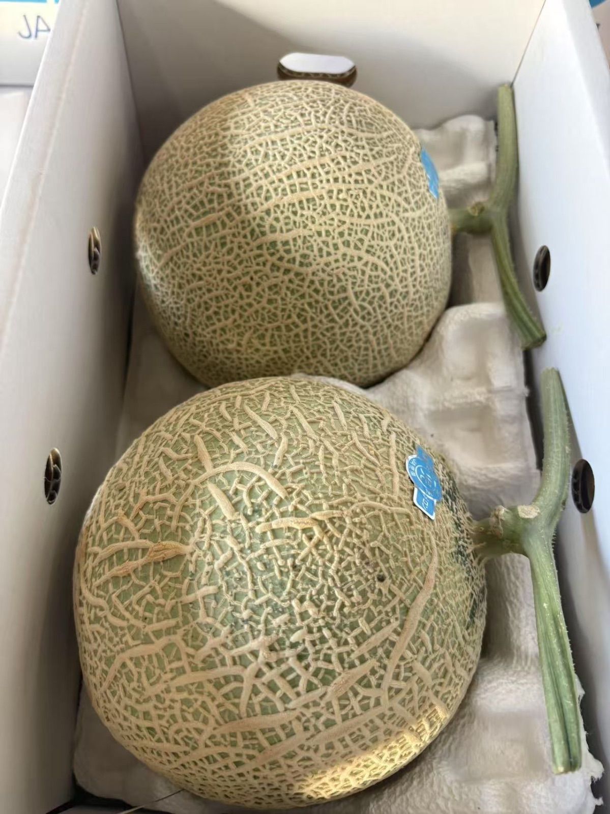 【2箱セット】果物　フルーツ　メロン　アールスメロン　青肉　大玉　ギフト　お中元 クール便】【お得】果物 フルーツ メロン アールスメロン 青肉