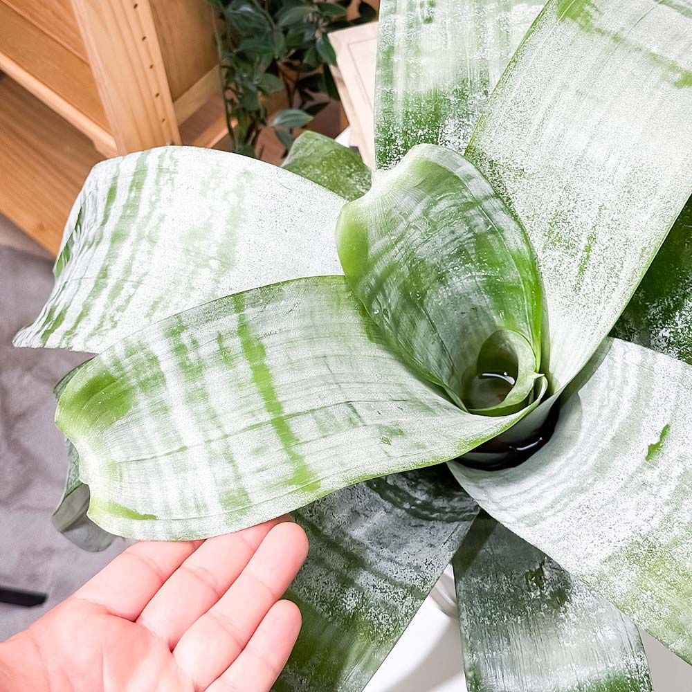 シマサンゴアナナス ファシャータ