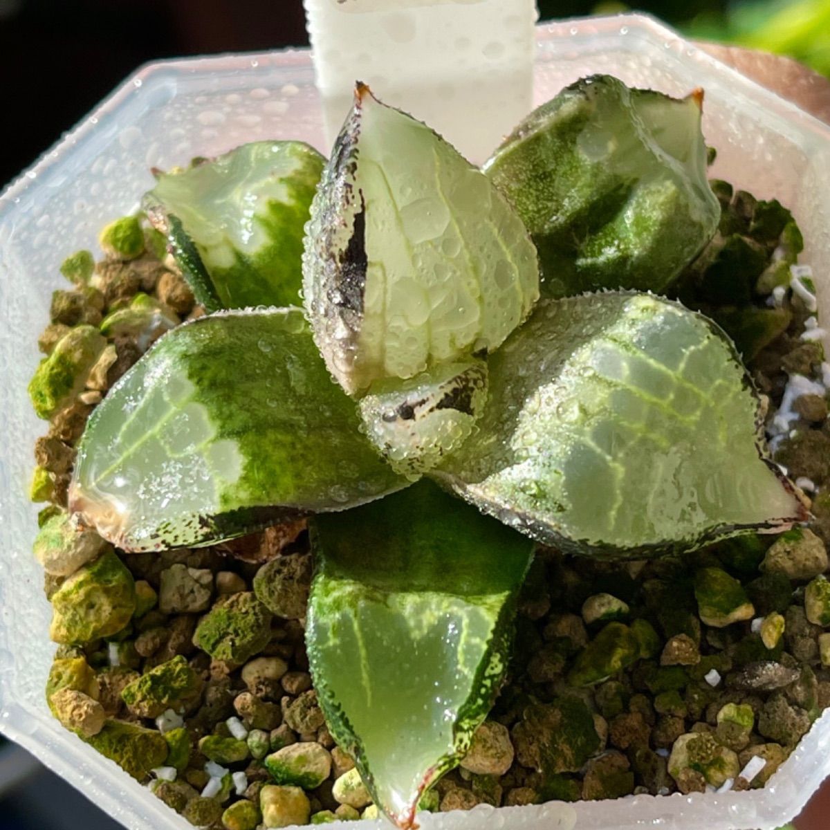 多肉植物 ハオルチア ハオルシア 氷皇 - メルカリ