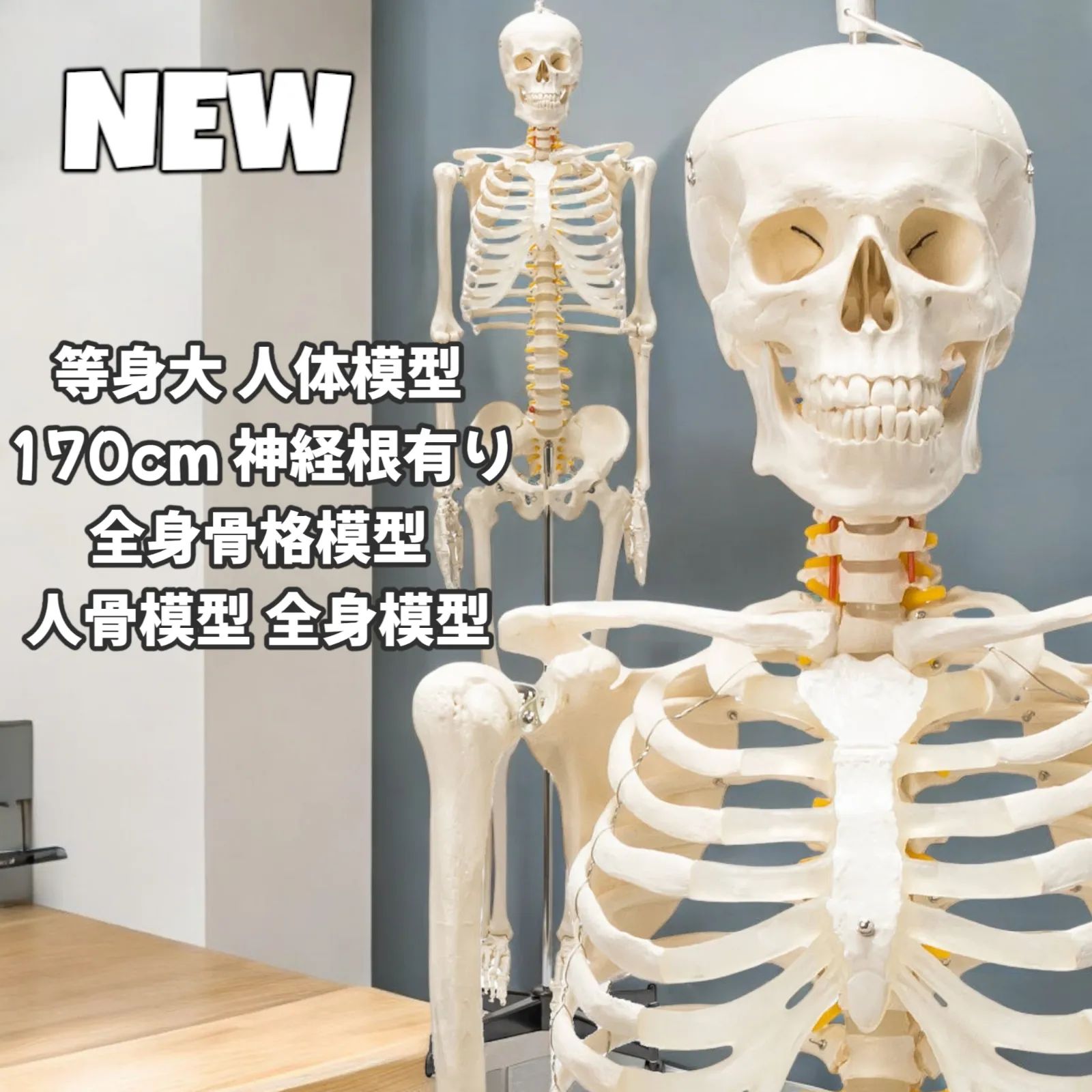 等身大！人体模型 170cm 神経根有り 全身骨格模型 骨格標本 1743 等身大 人体模型 170cm 神経根有り 全身骨格模型 骨格標本 1743
