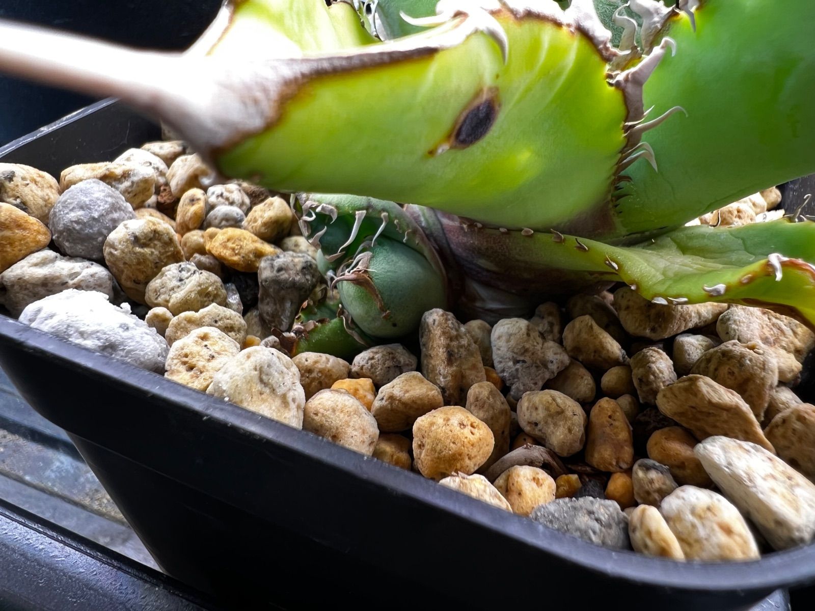 【超希少】 ブツブツ系 アガベ チタノタブルー 超希少】 ブツブツ系 アガベ チタノタブルー