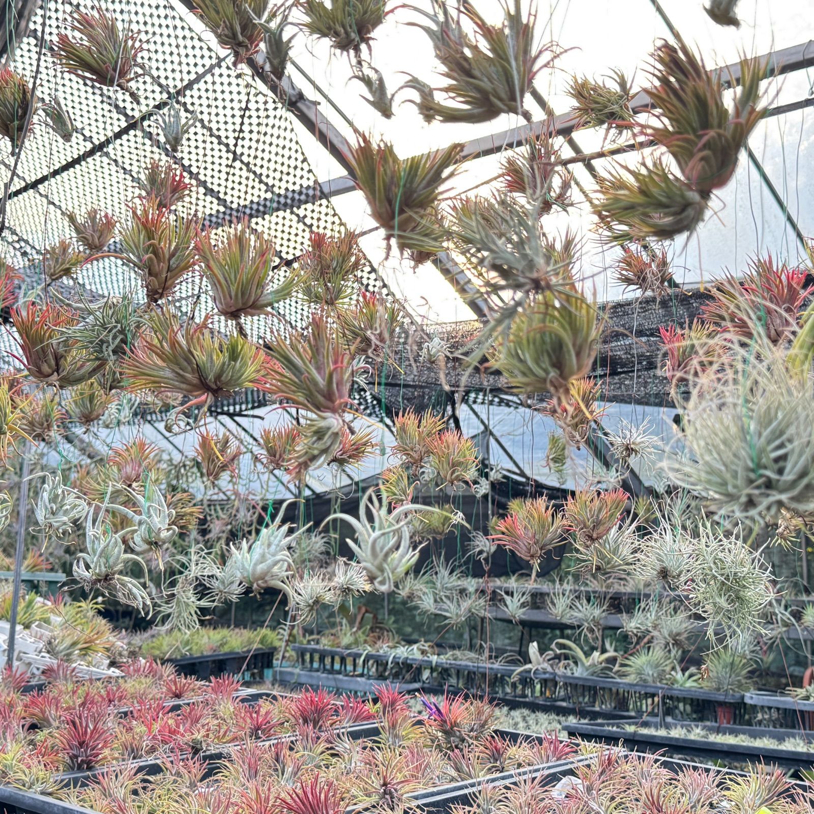 チランジア キセログラフィカ × ブラキカウロス Tillandsia