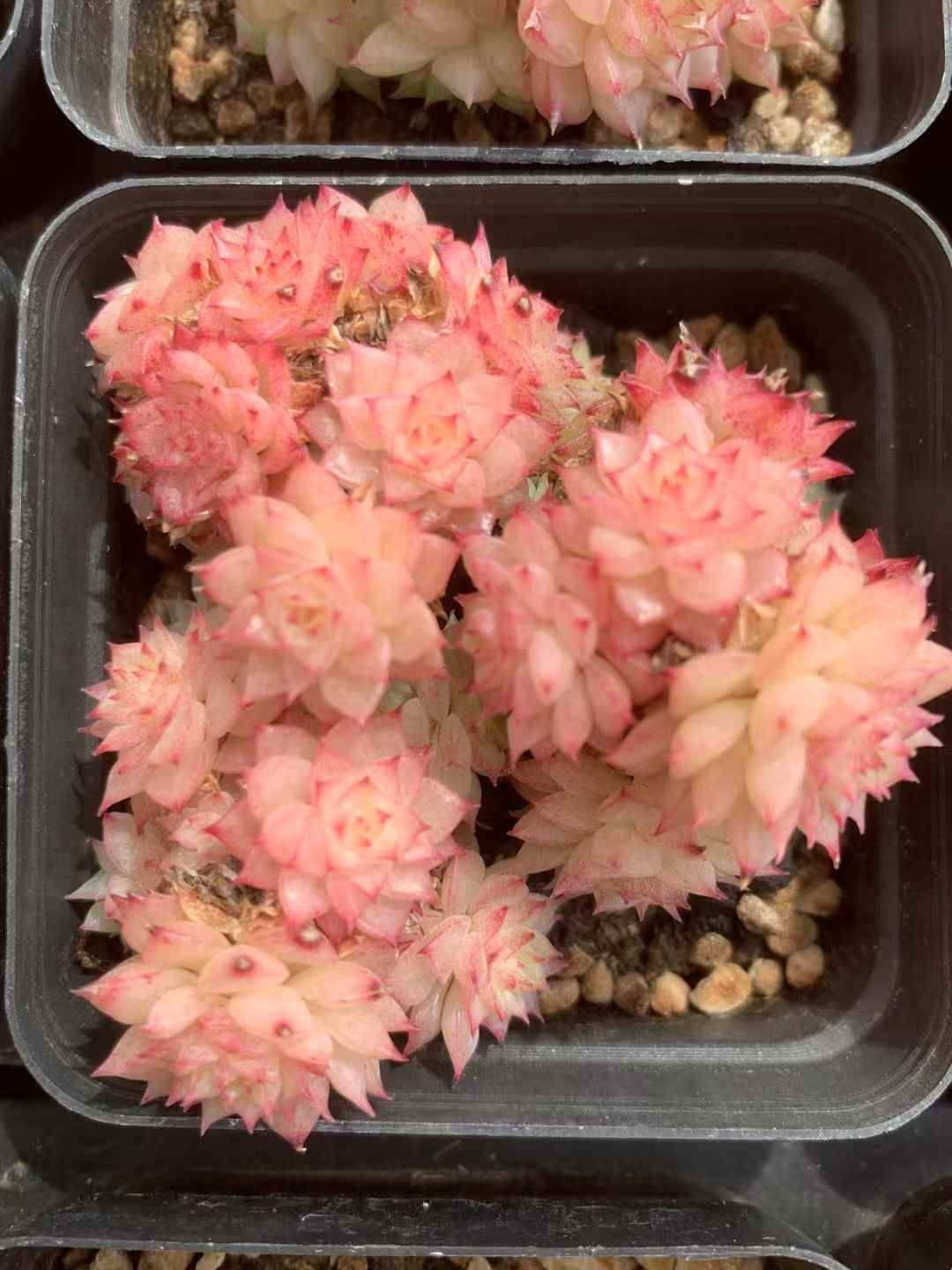 70株の抜き苗セット】エケベリア・セトサ 多肉植物 佐川急便発送