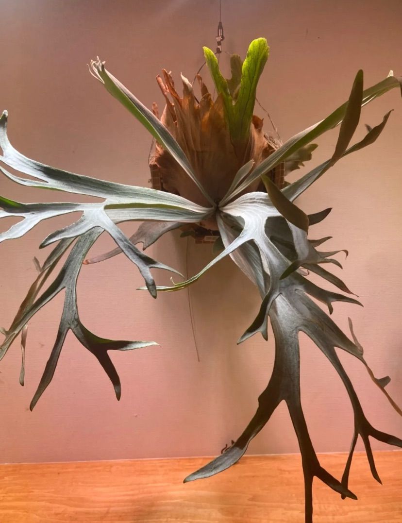 ビカクシダ ホワイトホーク ビカクシダ ホワイトホーク（P.White.hawk