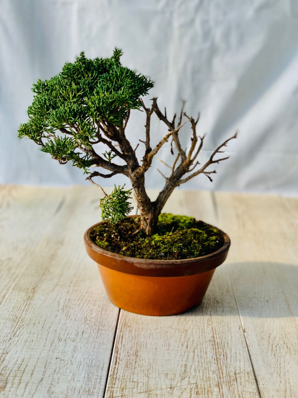 真柏 小品盆栽 しんぱく - メルカリ