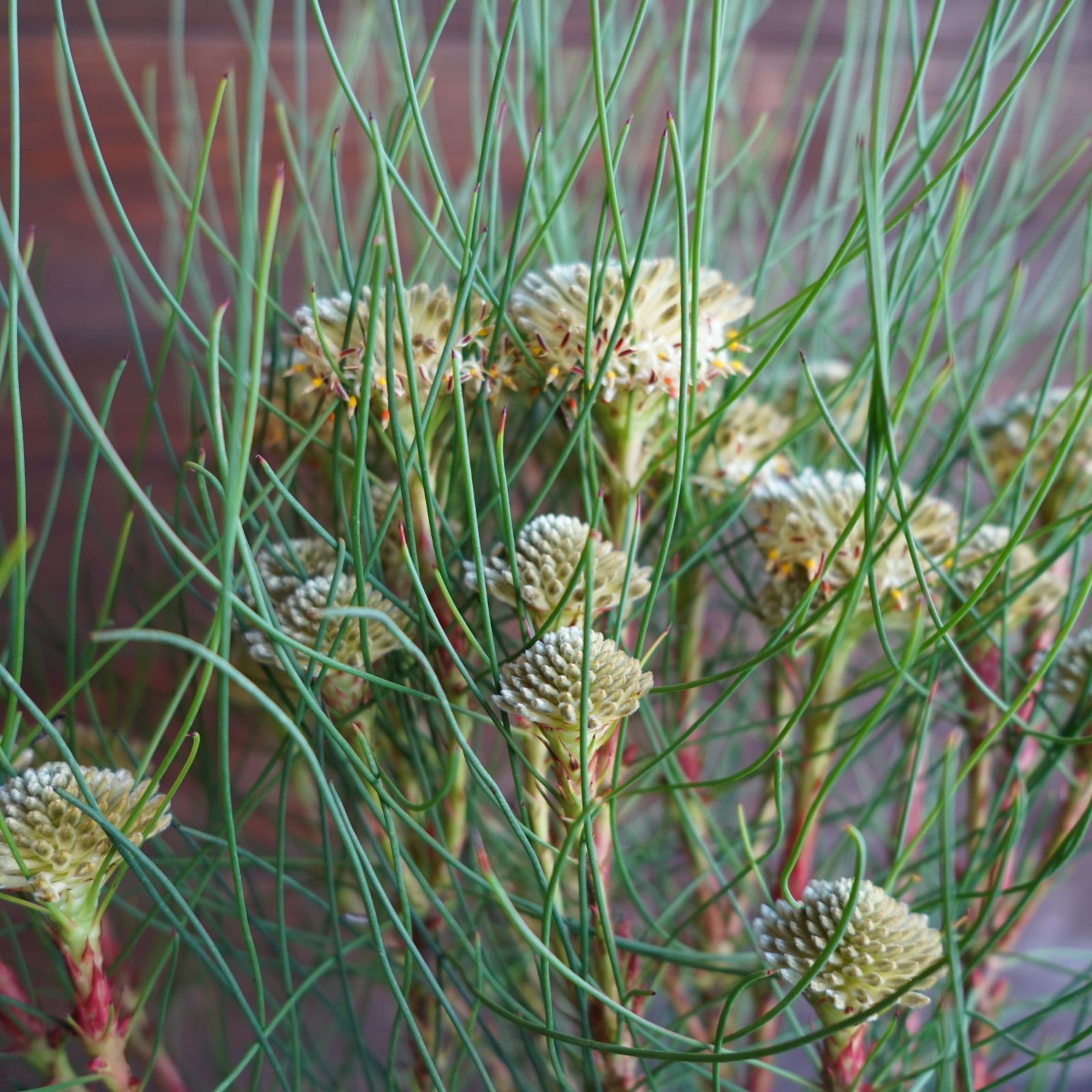 ペトロフィル ”エリシフォリア” A 安い オージープランツ 現物発送