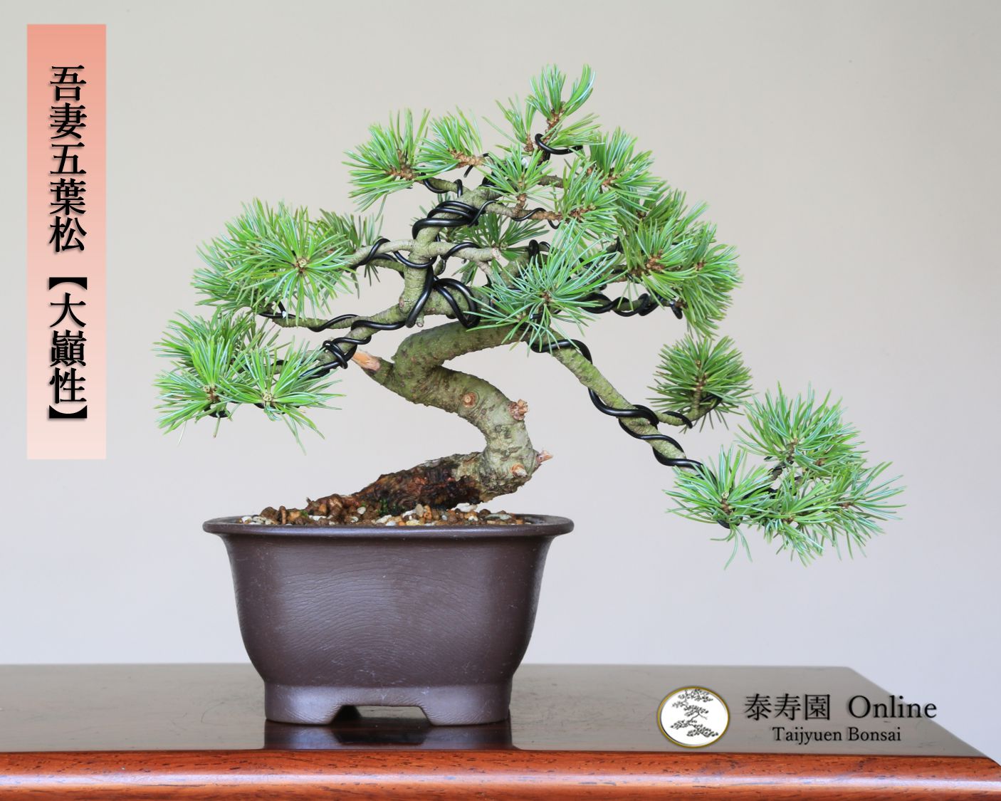 吾妻五葉松 大巓性 ダイテンショウ 実生 小品盆栽 泰寿園 Online 現品 盆栽 松柏 室内 鑑賞 趣味 卓上盆栽 盆栽鉢 グリーン 和 ギフト プレゼント 贈答品 ミニ盆栽 誕生日 母の日 父の日 敬老の日 記念日 お祝い 38